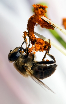 De Lelies in mijn woonkamer verspreide zo'n zware lucht dat ik gedwongen was de vaas met bloemen te verhuizen naar mijn terras. Daar kwamen allemaal leuke wezentjes op af. Mijn macro lens weer uit de kast gehaald.