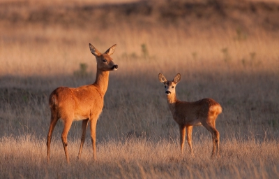 deze twee stonden in de ondergaande zon in het open veld op de Veluwe