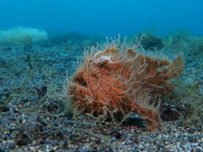 Heel de vakantie waren we al op zoek naar frogfishes, en die vonden we ook regelmatig maar ik was ook steeds op zoek naar een aparte variant; de 'hairy frogfish'. Steeds met de gidsen bezig dat ze er 1 zouden vinden voor me en dat ik ze dan fooi zou geven, altijd lachen. Tegen het eind van de vakantie was het dan toch prijs! Een heel mooi exemplaar, ruim 20cm groot, mooi vrij zittend op het zwarte zand en daar kon ik deze foto van maken. #blijmee.