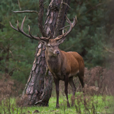 Deze week waren we te gast in de omgeving van de hoge Veluwe. Een fantastische omgeving die heel wat te bieden heeft. Ondanks het slechte weer in de loop van de week toch enkel foto's kunnen maken.