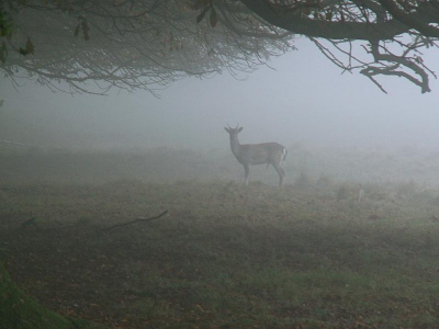 Deze foto maakte ik iets later op de zelfde dag als de ander waar ze met zn tween op staan. Door de dichte mist kwamen we bijna in botsing. Ik heb de foto snel uit de hand genomen. door de mist is de foto wazig, wat ik van de ene kant wel leuk vindt maar niet echt mooi. 
Daarom plaats ik hem in mijn persoonlijk album.