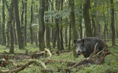 Vanochtend heb ik mezelf weer lekker vermaakt met de zwijnen. Deze kwam vlakbij en ging er eventjes goed voor staan. Hopelijk de volgende keer iets meer mist en zonneharpen in de achtergrond.