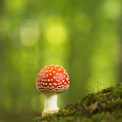 Vijf jaar geleden plaatste ik mijn laatste foto op nederpix.
Ik had toen een macrolens aangeschaft, maar deed er eigenlijk niets mee.
Nu enthousiast gemaakt/geworden, (dank je Nel!) besteed ik veel meer tijd aan macro.
Lang geaarzeld om hier een foto te plaatsen.
Maar nu toch de stap gezet....benieuwd!!