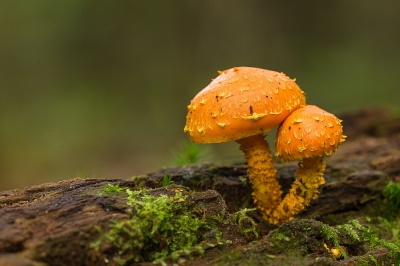 Vanmorgen eens op pad geweest voor de paddestoelen, ik zie dan soorten die ik nog nooit gezien heb. Dit is de Goudgele bundelzwam.
Gr.Huub