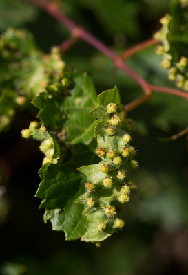 Woensdag ook op zoek gegaan naar de druifluis.  Indrukwekkend om te zien hoe die heeft huisgehouden; van een hele struik is geen blad meer te herkennen als wingerd.