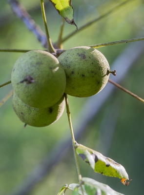 Onlangs ben ik op de hoogte gekomen van de naam van deze boom, vandaag zag ik de vruchten. Ze heten ook wel zwarte walnoot