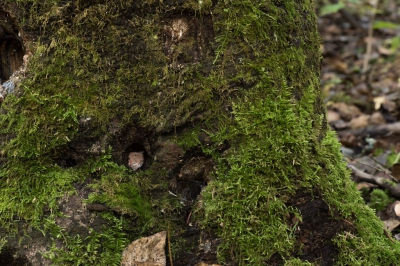 Hier een overzichtfoto van de boom en het gat waar de boompuist staat.
Ik zag iets sits uit een oohoek en dat was de boompuist.