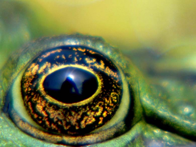 Mijn eerste bijdrage aan Nederpix, het toont - gelukkig heel vaag- ook meteen mijn eigen onbeduidende verschijning in het schitterende oog van deze groene kikkervrouw ...

( voor het dagboekverhaal zie op www.natuurlogboek.web-log.nl)