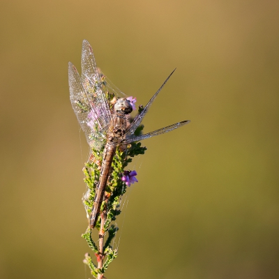 Ik vond vandaag op de heide nog een Steenrode heidelibel. Zij bleef stil zitten zodat ik een stack kon maken van 8 foto's.
Ben er wel blij mee.
Gr.Huub