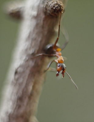 we zagen een prachtige mierenhoop ergens midden in het bos, een takje gepakt een mier dr op laten lopen en met de 50mm 1.8 geprobeerd wat foto's te maken.