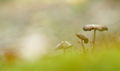 paddestoelen ,erg leuk om te fotograferen, jammer dat ik ze niet nog kan herkennen