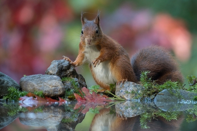 De tijd van herfstkleuren en eekhoorns (de pluimpjes komen weer op hun oren) is weer aangebroken en dus de tijd om te genieten.