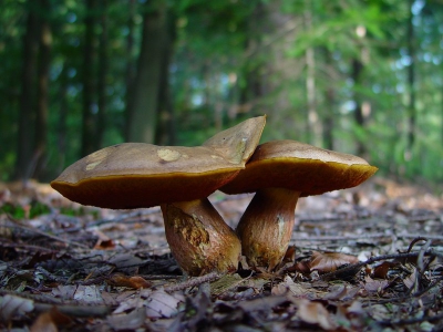 gemaakt onder mooie zonnige omstandigheden 
maar dan wel onder het bladerdek van het in de herfstkleuren veranderende bos