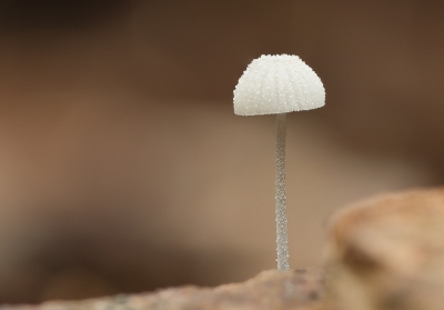 Vanmorgen zag ik dit paddenstoeltje op een boomstammetje , het paddenstoeltje is niet groter dan een 0,5 cm.
Gr.Huub