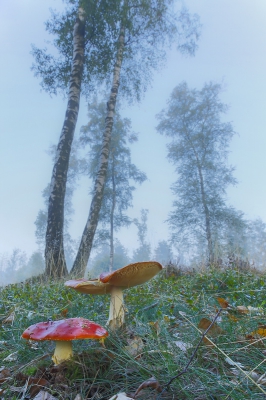 Laatst 's ochtends vroeg ben ik naar het bos getogen en heb daar tijdens prachtige omstandigheden (de mist begon op te trekken, maar zorgde voor een mooi sfeertje) een tweetal vliegenzwammen met de groothoeklens gefotografeerd.
De herfst liet zich eens goed van zijn frisse en kleurrijke kant zien.