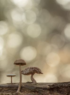 Met het lekkere weer van afgelopen zondag op zoek naar paddestoeltjes, ik vond deze drie kleintjes, plat op grond de foto genomen