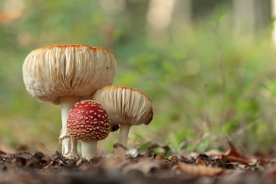 vliegenzwammen,ze zijn zo mooi, dit groepje stond er wel heel fraai bij vond ik