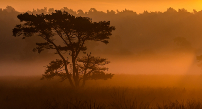 Bij de Elsberg nog eens post gevat voor het waarnemen van de brons. Ook nu weer een mistige ochtend met prachtige zonsopkomst en lichtstralen door de nevel heen.