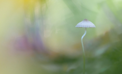 Een zonnige dag in een bebost gebied. Speurend naar kleine paddenstoelen tussen de herfstbladeren. Deze mycena was n van de vangsten. Iets overbelicht voor de zachte kleuren. Vanaf pittenzak.