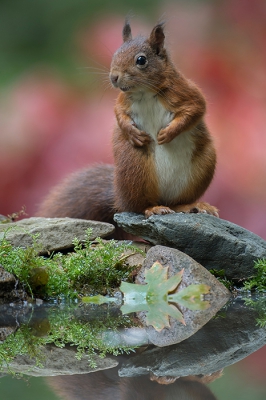 In Twente hadden we vorig jaar te maken met een virus onder de eekhoorns. Ik trof zelf drie dode dieren in het bos van deze fotohut aan. Ongelooflijk mooi te zien hoe snel de populatie zich aan het herstellen is.