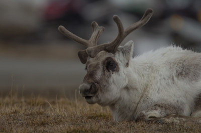 Ongelofelijke hoe deze rendieren midden het stadscentrum van Longyearbyen tussen de mensen, gewoon rond lopen.