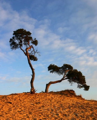 Een heldere maar koude dag, tegen zonsondergang gleed er een prachtige oranje gloed over het Kootwijkerzand