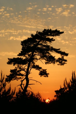Het was een mooie dag en de zon ging prachtig onder op de Veluwe.