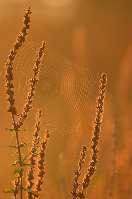 Geen vogels voor de schuiltent, dan maar plantjes fotograferen.......