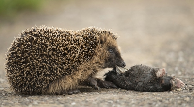 Nog nooit gezien een egel die een mol op zit te peuzelen, hij had wel veel moeite met het taaie velletje.