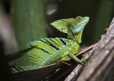 's ochtends vroeg net na zonsopkomst varen met een kano en gids door de mangrovebossen bij Tortuguero. Geweldig is dat. En zonder gids zouden we deze zeker niet gezien hebben.