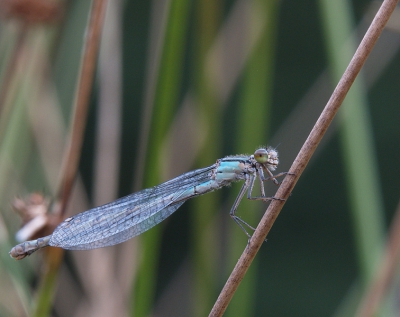 Deze foto op een voor mij niieuwe methode genomen. Met behulp van een 25mm tussenring en een 50-200 telelens geprobeerd meer diepte te krijgen en het insect in zijn geheel scherp te krijgen.....is volgens mij gelukt?