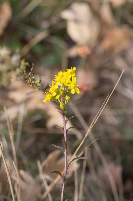 tijdens een wandeling deze gevonden, zelf denk ik voorzichtig aan Solidago