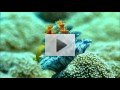 <i class='fa fa-user'></i> Vincent Rijnbende | Duiken rond Manado, Bunaken en Lembeh  <i class='fa fa-eye'> 317</i>   <i class='fa fa-comment-o'> 13</i>