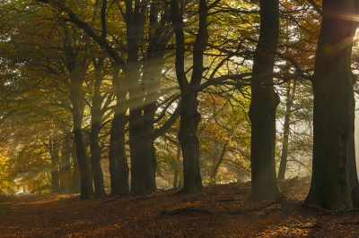 Vanochtend werd het tussen de beuken nog eventjes erg mooi. Even een paar sfeerplaten gemaakt dus.