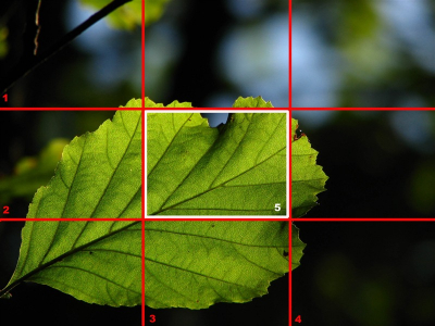 Voor velen zal dit onderwerp al bekend zijn, althans: de gulden snede. Dit idee komt uit een engels tijdschrift, en is de engelse versie van de gulden snede. (Bron: Roel Meijer)

Het werkt als volgt:
Je trekt 2 horizontale lijnen zodat de opname in drie even hoge stroken is verdeeld. Op dezelfde manier trek je ook 2 verticale lijnen. Bij een bijv. landschapsfoto is het handig om de horizon op n van de horizontale lijnen te leggen. Bij dieren/planten etc. komt het onderwerp van de opname  vaak het best tot zijn recht als je die vlakbij een van de twee verticale lijnen zet, of zelfs op de kruising van een horizontale en een verticale lijnen.

Wat zeker niet moet worden vergeten: Deze regels kunnen lang niet altijd worden toegepast, bijvoorbeeld in een berglandschap, of een waterweerspiegelingfoto.

Het witte vierkant (5), ook vaak het witte vierkant in je zoeker, kan je in de praktijk helpen om deze regels gelijk toe te passen.