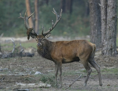 Canon 1D / Canon 300mm. + 2x extender.