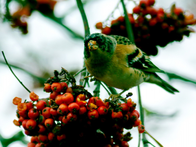 fouragerende vogels op lijsterbessen bij matige bewolking in een bosachtige omgeving met regelmatige verstoring door hondenuitlaters en hardlopers