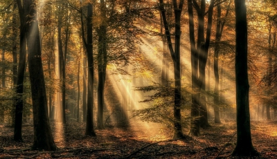 Het was genieten, op en top herfst in sommige stukken van het bos en geweldig licht!