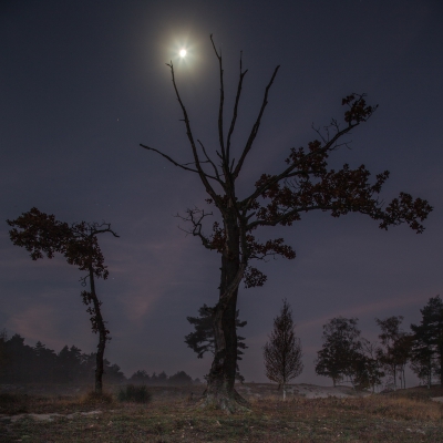 De maan stond nog aan de hemel en gaf een mystiek sfeertje aan deze boom op de Brunssumerheide