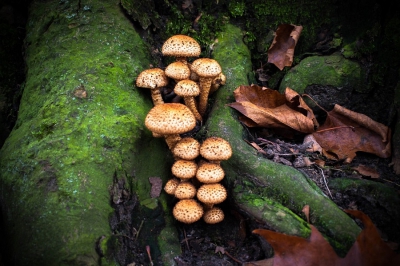 gefotografeerd onder bewolkte omstandigheden met eos 30d 
het was een leuk groepje waar mijn oog op viel !