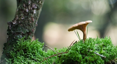 Herfst redelijk weer in Hooghaalen met de Zoom paddenstoelen dag