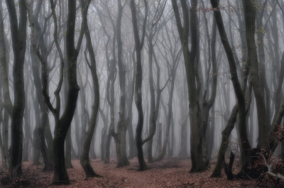 Afgelopen zondag in een geweldig mistig bos een HDR van 3 opnames gemaakt waarvan 1 met meervoudige belichting. Heerlijk om dan helemaal alleen met zo'n sfeertje rond te dwalen!