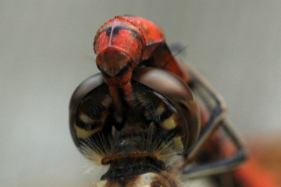 een keer geen close up van de voorkant.