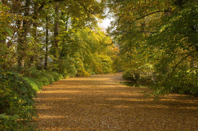 Neveneffect van de herfst!

dit is de Baakse Beek.
Maar geen water te zien.
De hele beek was bedekt met een bladertapijt.