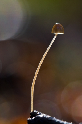 Op een sombere herfstdag een hele tijd naast deze Melksteelmycena zitten wachten totdat een paar zonnestralen dit 'lampje' aandeden.