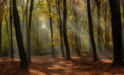 Deze foto in het Sprielderbos heb ik anders bewerkt dan ik normaal doe. Beetje drama toegevoegd d.m.v. nevel toevoegen en wat minder scherp gemaakt. Is het wat of is het over de top?