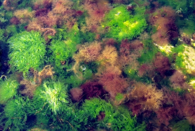 <i class='fa fa-user'></i>&nbsp;Roel Meijer&nbsp;| Wiervegetatie in ondiep zeewater&nbsp; <i class='fa fa-eye'>&nbsp;174</i> &nbsp; <i class='fa fa-comment-o'>&nbsp;1</i>