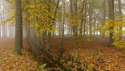 Bewerking van de foto Herfstkleuren van Henri van Vliet. 
(Nog wat loze praat want dit veld wil 15 woorden hebben).