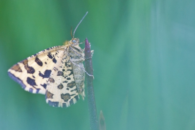 In juni ben ik een paar dagen in de Eifel geweest. Daar ontdekte ik 's ochtends vroeg in het natte gras dit Boterbloempje die zich door de zon liet opdrogen. Door de knien gegaan om met een rijstzak en een hoekzoeker deze foto te maken. De muggenbeten die ik daarbij opliep waren wat mij betreft deze ontmoeting dubbel en dwars waard.