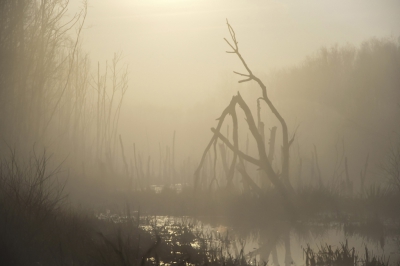 Op een mistige ochtend naar het Bargerveen getogen. De zon kwam er bijna doorheen en het onder water gezette landschap is dan bijzonder fotogeniek, vooral als je een beetje van griezelen of somberen houdt.